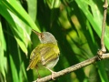 Rufous-fronted tailorbird 3.jpg