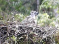 Philippine Eagle with nest.jpg