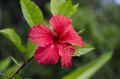 Gumamela - Hibiscus.jpg