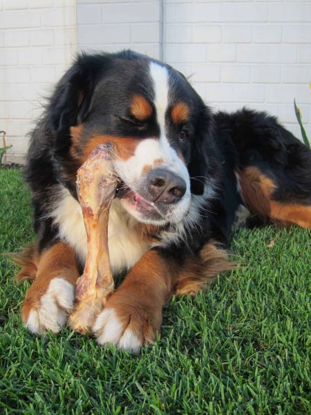 File:Usang con el bukug (hueso) chewing on a bone.jpg