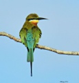 Blue-tailed bee-eater 13.jpg