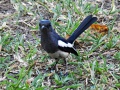 Philippine magpie-robin 3.jpg