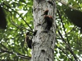 Buff-spotted flameback.jpg