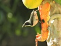 Red-keeled flowerpecker.jpg