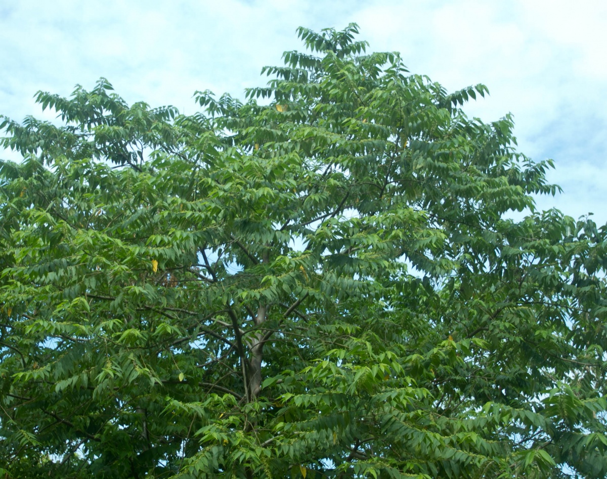 Hanagdong tree - Philippines