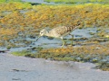 Wood sandpiper 1.jpg