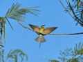 Blue-tailed bee-eater 1.jpg