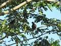 White-eared brown dove 2.jpg