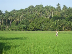 Rice field of Labangan, Nagcarlan, Laguna.JPG