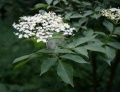 Sambucus nigra 4.jpg