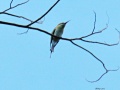 Blue-throated bee-eater 1.jpg