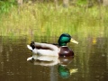 Pato na agua - duck on water.jpg