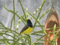 Olive-backed sunbird.jpg