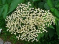 Sambucus nigra 0002.JPG