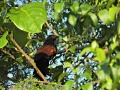 Philippine coucal.jpg