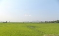 Verdant Ricefields.jpg