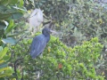 Eastern Reef Heron 1.jpg