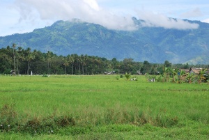 Talisayan Rice fields La Paz Mountain.jpg