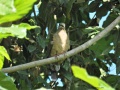 White-eared brown dove 1.jpg