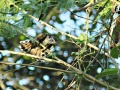 Little bronze cuckoo 1.jpg