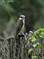 Brown shrike.jpg