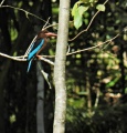 White-throated kingfisher 6.jpg