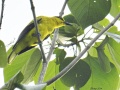 Black-naped oriole 8.jpg