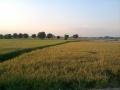 Rice Field, San Jose Apunan, Lubao, Pampanga.jpg