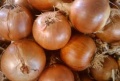 Cebollon - onion bulbs.jpg