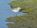 Marsh sandpiper 1.jpg